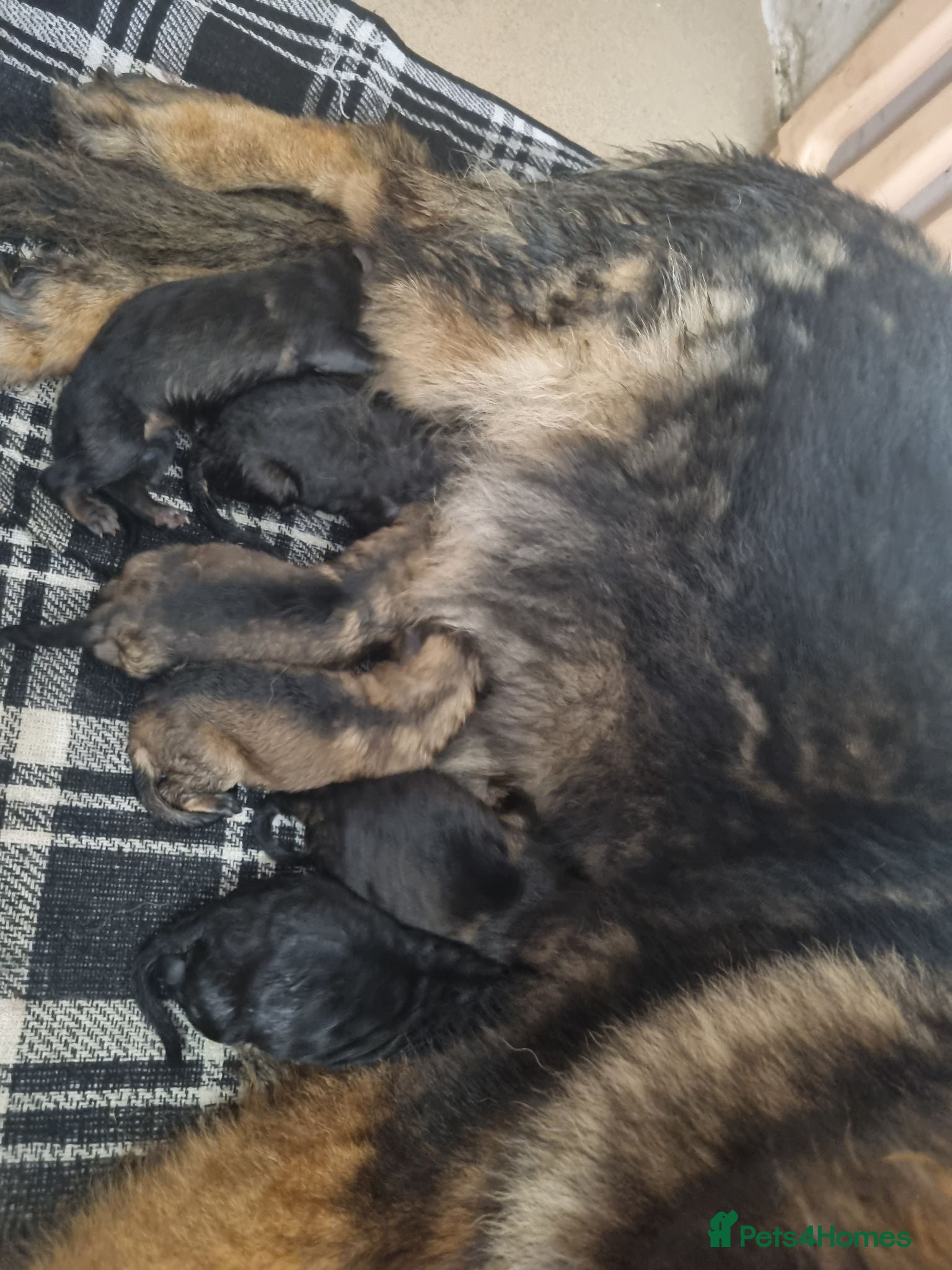 German Shepherd dogs beautiful German shepherd puppies - Advert 1