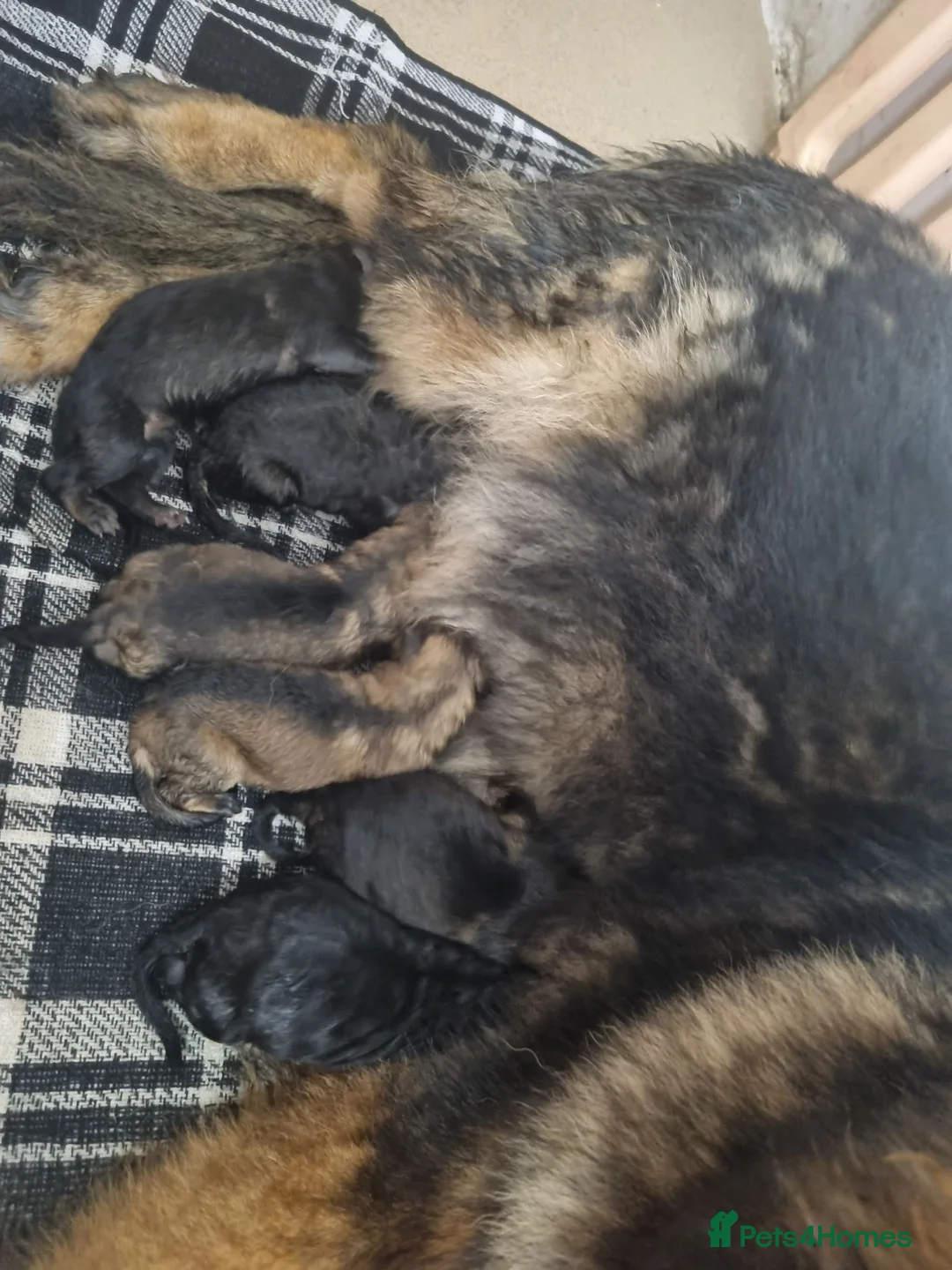 German Shepherd dogs for sale: beautiful German shepherd puppies in Halifax - Advert 1