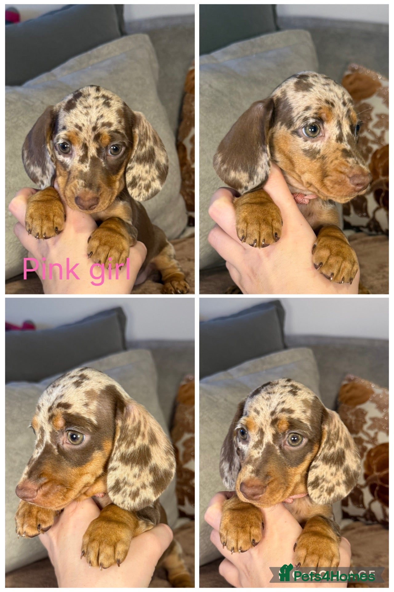 Miniature Dachshund dogs for sale: READY NOW🐾Miniature dachshund puppies - Advert 3