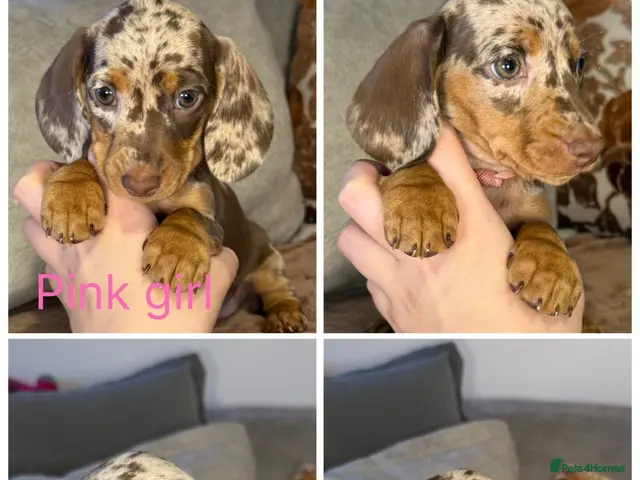 Miniature Dachshund dogs for sale: READY NOW🐾Miniature dachshund puppies - Advert 3