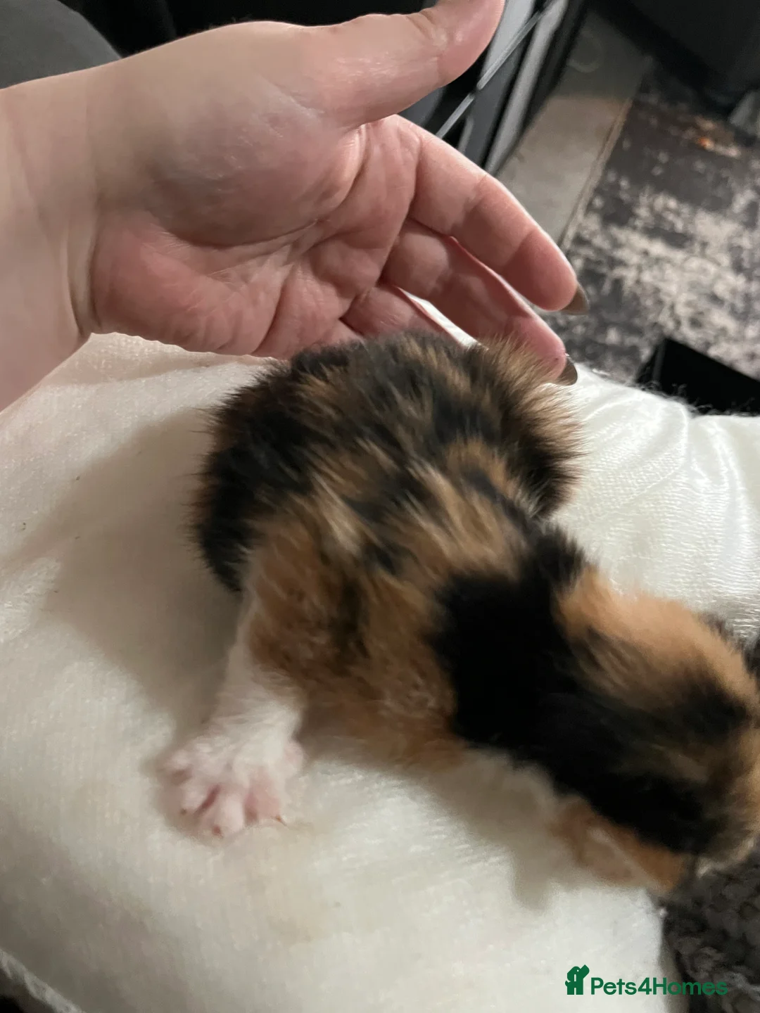 Mixed Breed cats for sale: Munchkin x kittens for adoption  - Advert 12