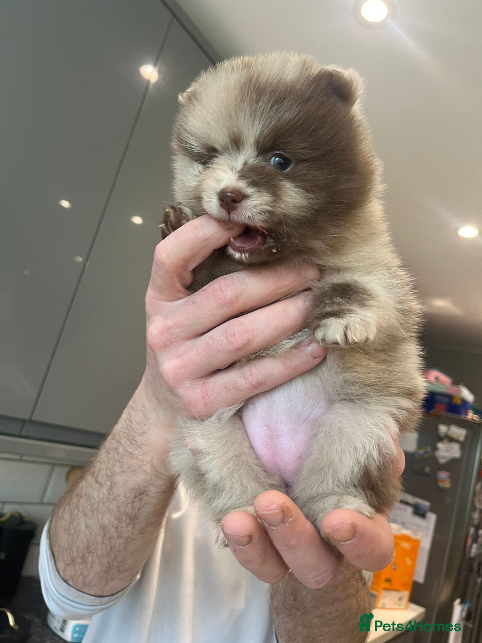 Pomeranian dogs Puppy’s ready in 3 weeks  - Advert 10