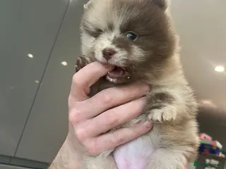 Pomeranian dogs Puppy’s ready in 3 weeks - Advert 11