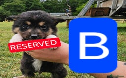 Mixed Breed dogs for sale: Girl TRI- due to unforseen circumstances - Image 27