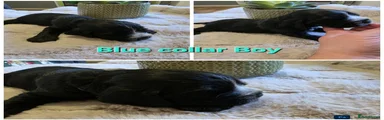 Cocker Spaniel 5