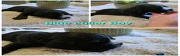 Cocker Spaniel dogs for sale: Stunning Show Type English Cocker Spaniel Puppies - Advert 10