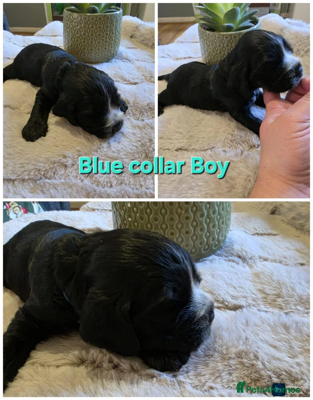 Cocker Spaniel dogs for sale: Stunning Show Type English Cocker Spaniel Puppies - Advert 10