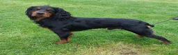Cocker Spaniel dogs for stud: KC Reg  Proven Working Cocker Spaniel for Stud in Shrewsbury - Advert 3