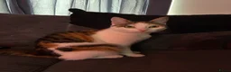 Mixed Breed cats for sale: Kittens looking for there forever homes in Farnham - Advert 4