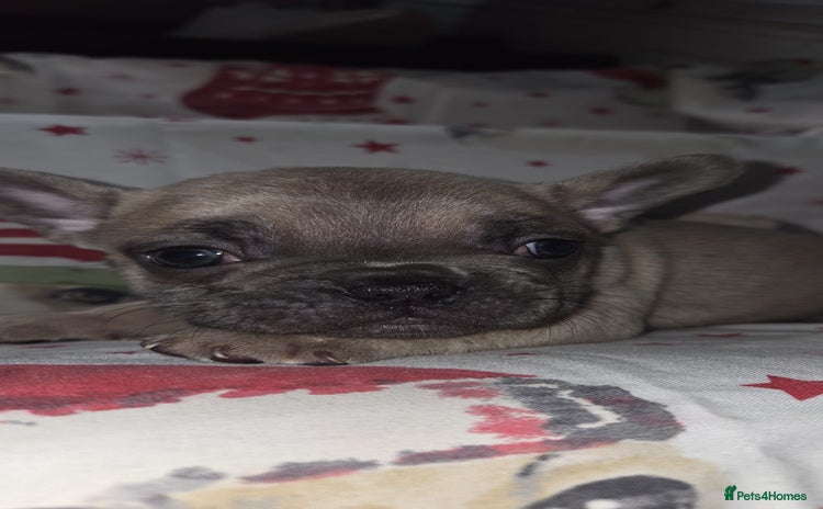 French Bulldog dogs 5 beautiful full frenchie pups  - Advert 1