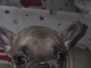 French Bulldog dogs for sale: 5 beautiful full frenchie pups - Advert 1