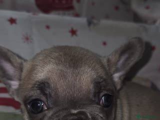 French Bulldog dogs 2 beautiful full frenchie pups boys quick sale - Advert 16