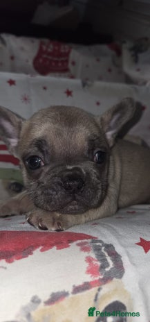 French Bulldog dogs 5 beautiful full frenchie pups - Advert 1
