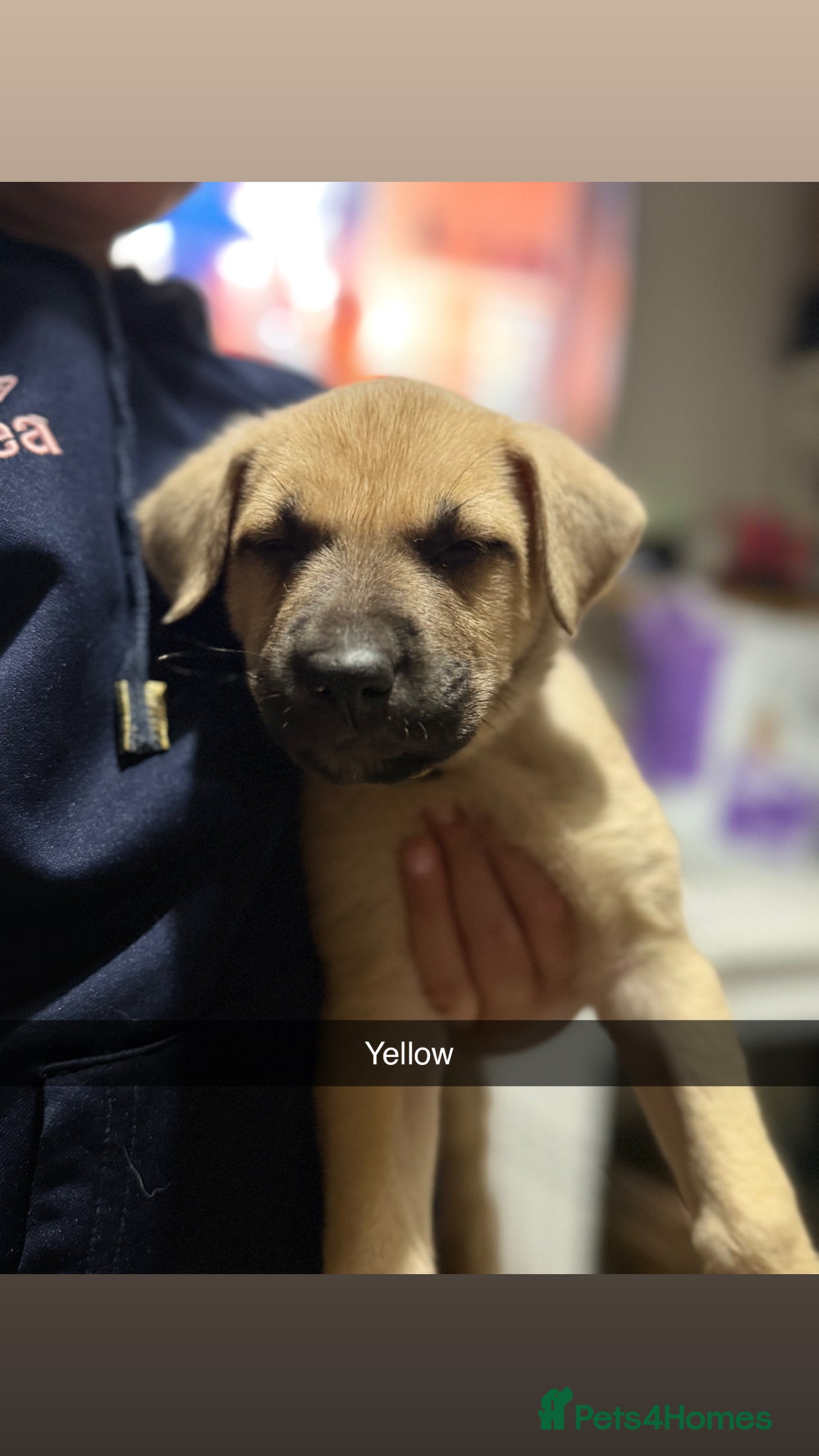Mixed Breed dogs German shepherd x American bully  - Advert 2