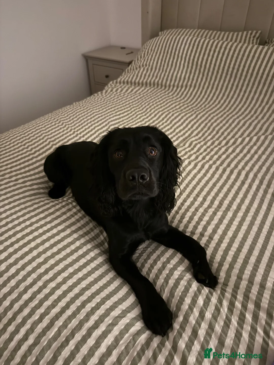 Cocker Spaniel dogs for stud: Working Cocker Spaniel for Stud - Advert 1