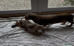 Miniature Dachshund dogs for sale: Beautiful little girl is READY To LEAVE! - Image 7