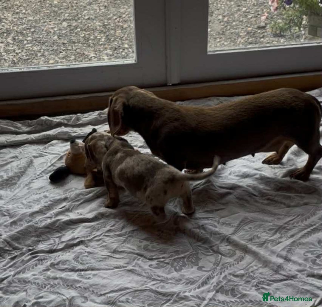 Miniature Dachshund dogs for sale: Beautiful little girl is READY To LEAVE! - Image 7