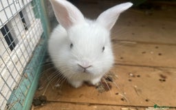 English Lop rabbits for sale: Baby lops for sale - Image 4