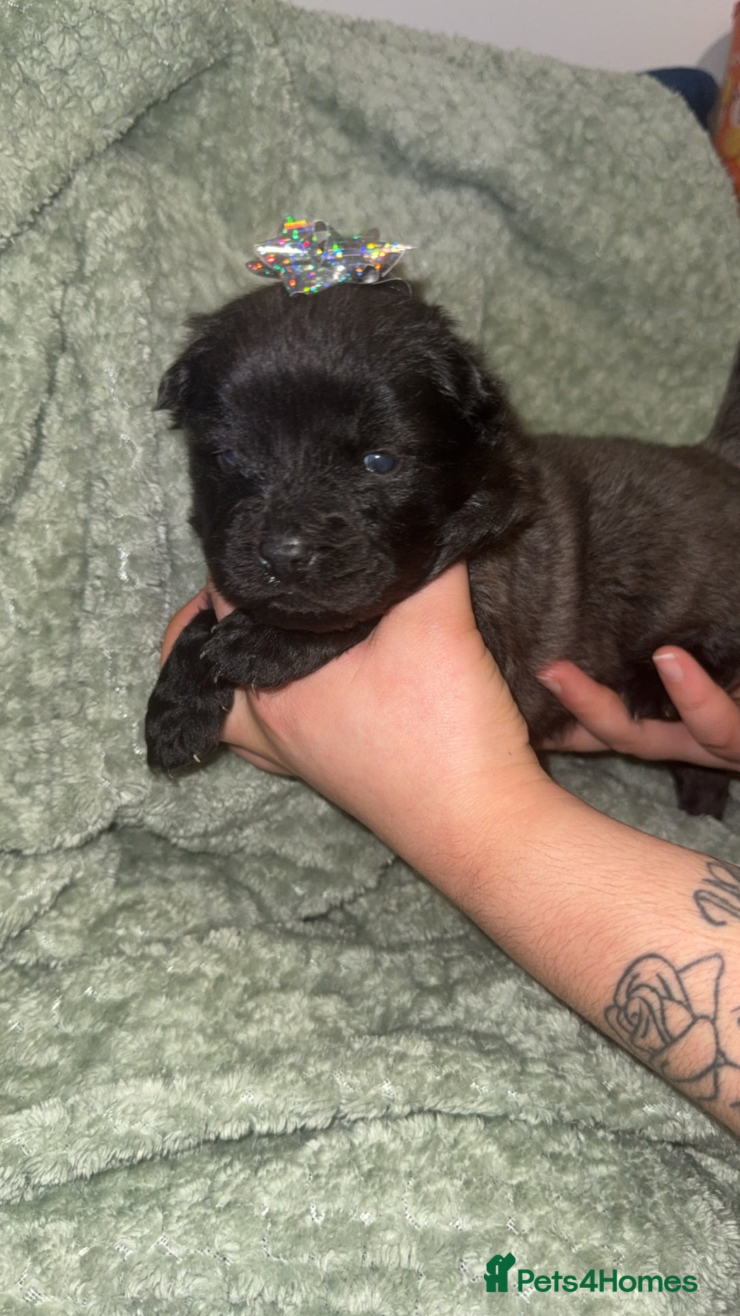 Chow Chow dogs for sale: Chow chow puppies  - Advert 22