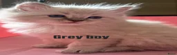 Ragdoll cats for sale: Luxury ragdoll kittens - Quality Breed  - Advert 5
