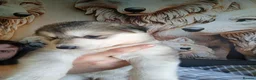 Shepsky dogs for sale: Gerberian Shepsky Puppies - Advert 1