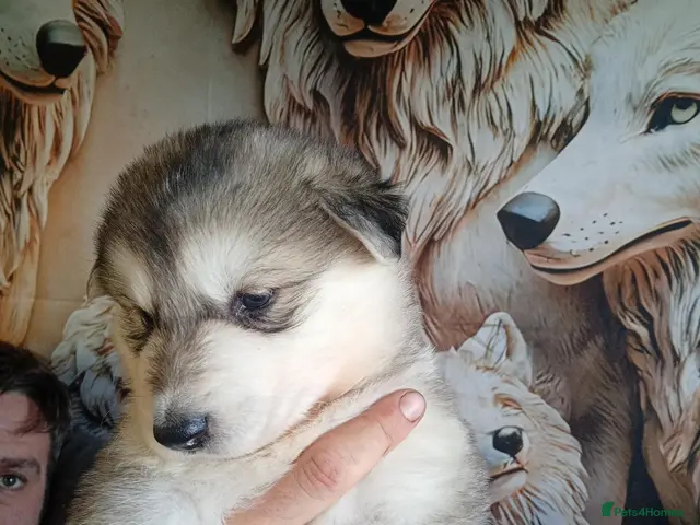 Shepsky dogs for sale: Gerberian Shepsky Puppies - Advert 2