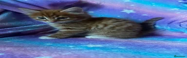 Maine Coon 1