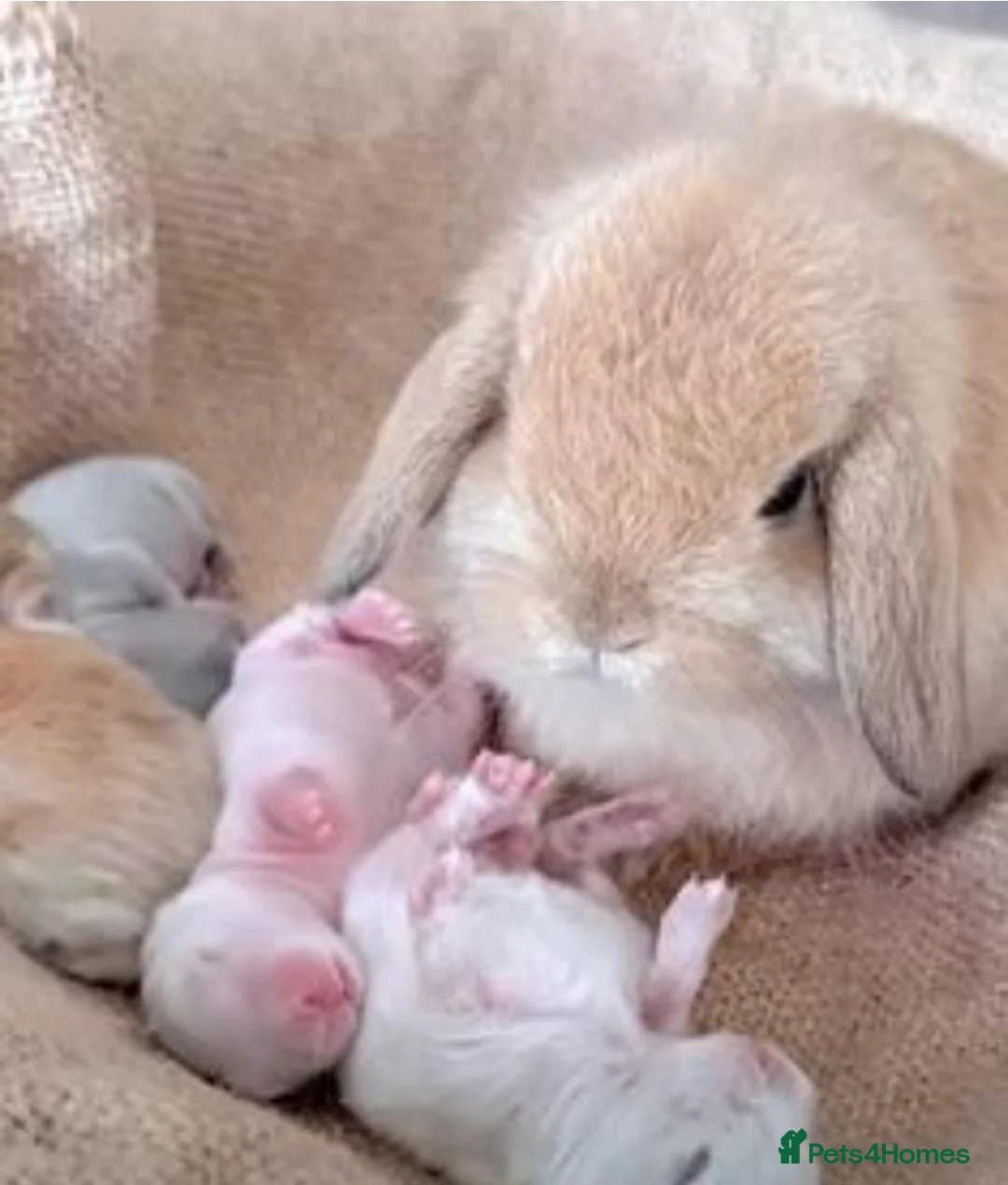 Mini Lop rabbits for sale: Mini lop baby rabbits 8 weeks old mixed litter  in Walsall - Advert 1