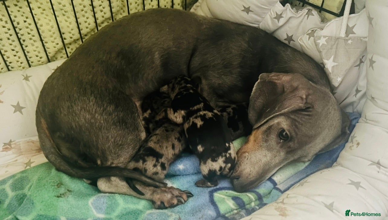 Miniature Dachshund dogs Stunning silver dapple miniature dachshund pups - Advert 1