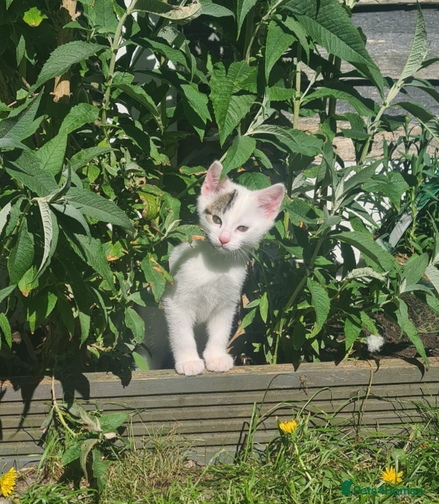 Mixed Breed cats Playful kittens ready for there forever homes - Advert 2