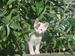 Mixed Breed cats Playful kittens ready for there forever homes - Advert 2