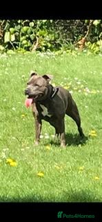 Staffordshire Bull Terrier dogs KC Registered Staffordshire Bull Terrier Puppies - Advert 2