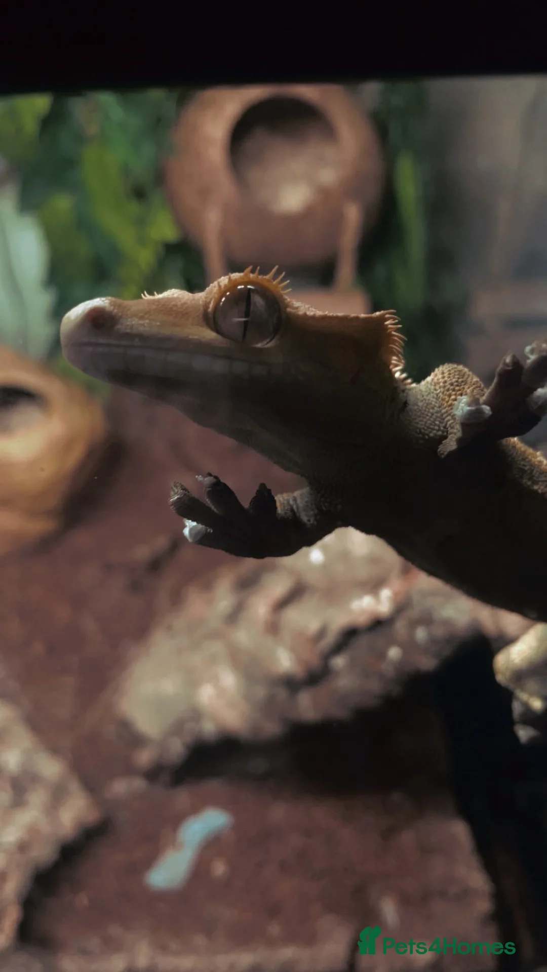 Gecko reptiles for sale: Harlequin Crested Gecko  in Huddersfield - Advert 3