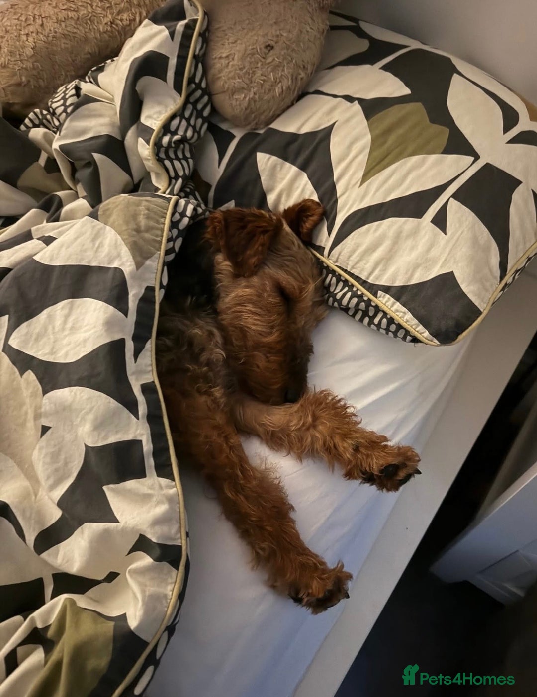 Welsh Terrier dogs for adoption: Sweet Charlie looking for LOVE - Image 9