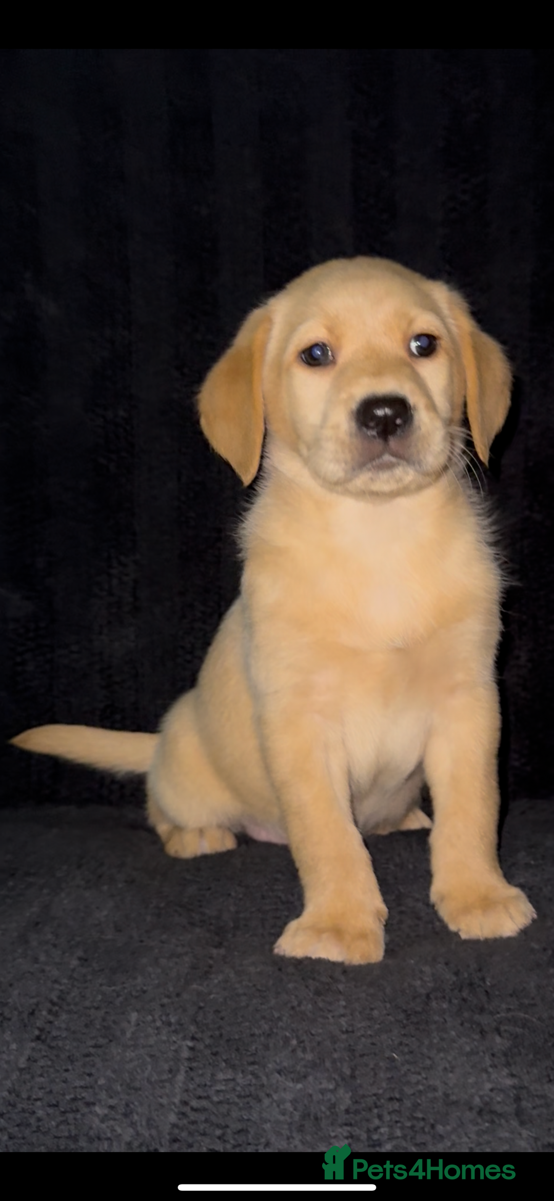 Labrador Retriever dogs for sale: ⭐️5 ADORABLE LABRADOR PUPPIES⭐️ - Advert 8