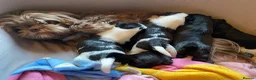 Malshi dogs for sale: 5 Beautiful Malshi Puppies - Maltese x Shih tzu in Chesterfield - Advert 16