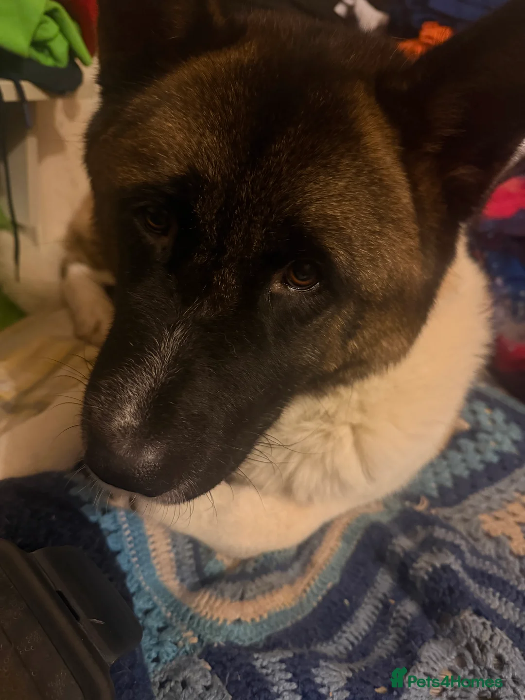 Akita dogs for sale: Sadie American Akita - Advert 2