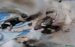 Mixed Breed dogs for sale: Gorgeous Puppies  - Image 2