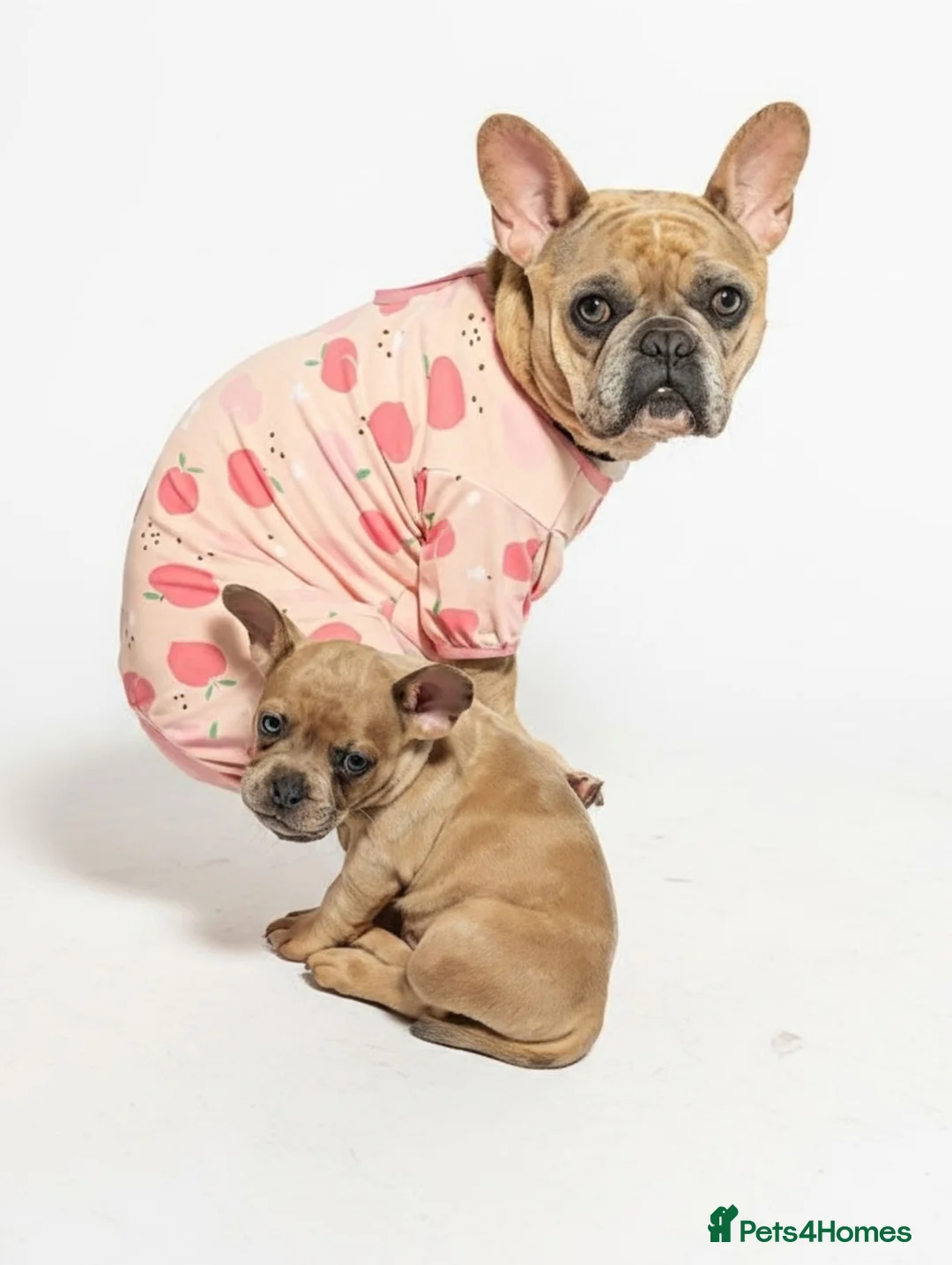 Mixed Breed dogs for sale: Gorgeous Frenchie x boy - Advert 2