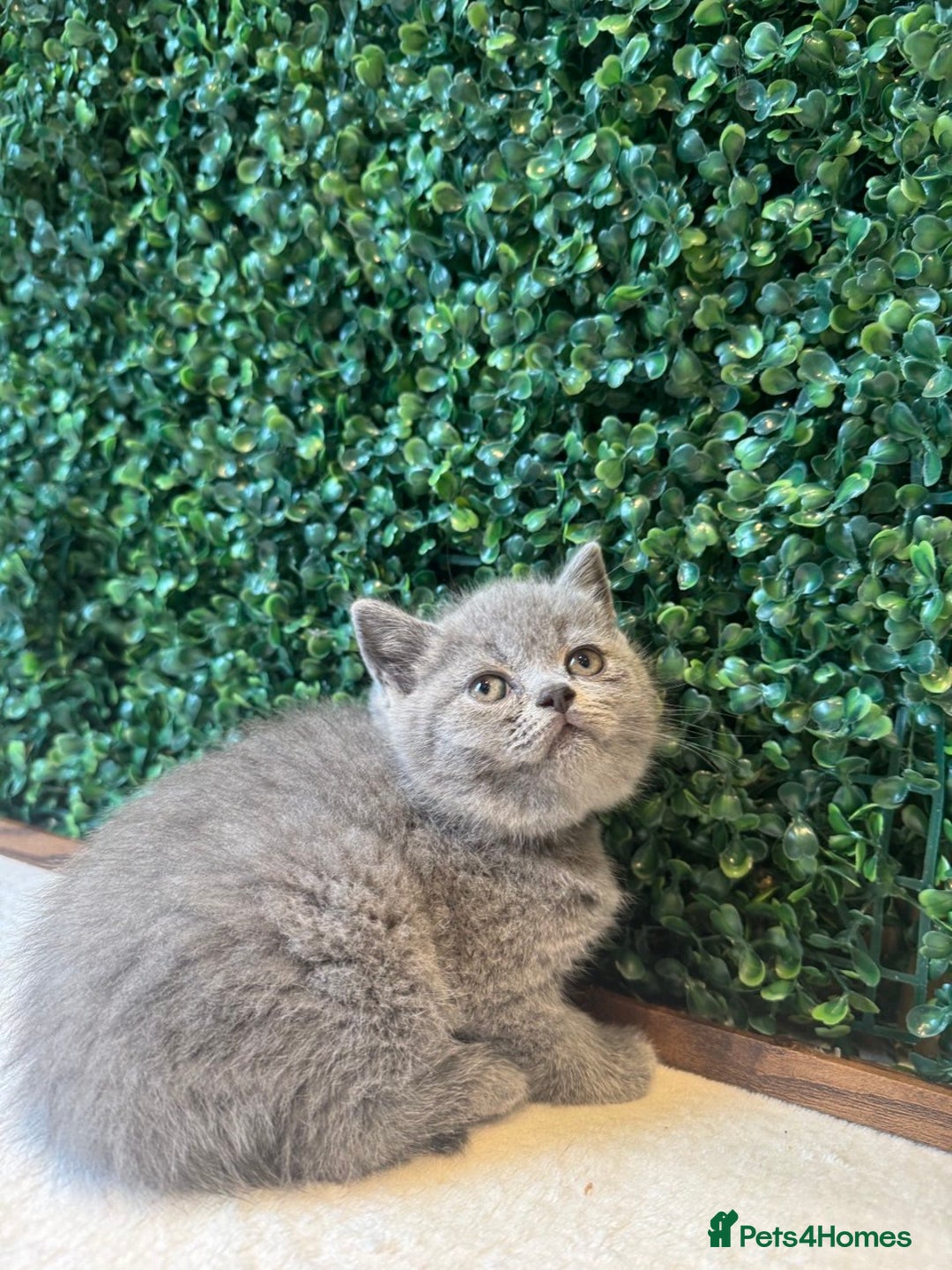 British Shorthair cats for sale: 💕British Shorthair Blue Kittens💕 - Image 14
