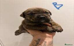 Mixed Breed dogs for sale: Rottweiler X Olde Tyme bulldog (Bullweilers)  - Image 6