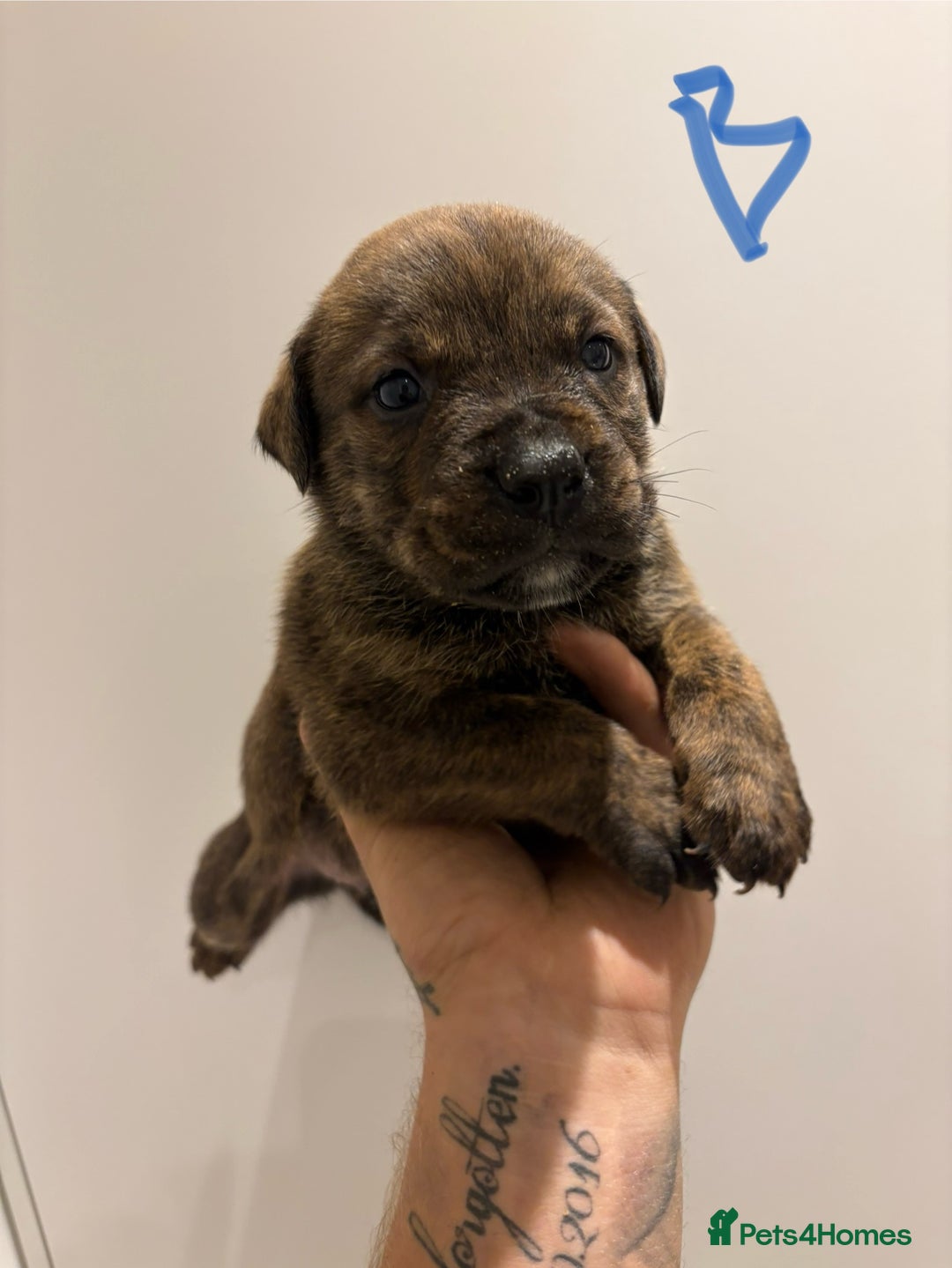 Mixed Breed dogs for sale: Rottweiler X Olde Tyme bulldog (Bullweilers)  - Image 6