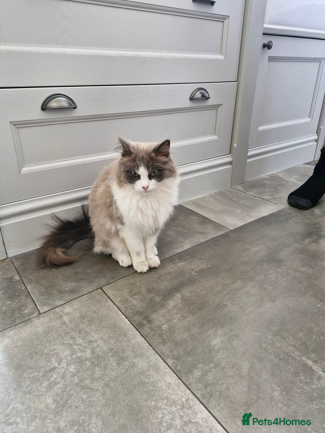 Ragdoll cats for sale: Ragdoll cat age 3 - Image 2