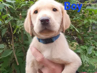 Labrador Retriever dogs Beautiful Labrador Retriever puppies - Advert 1