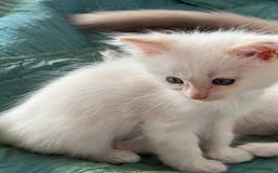 Ragdoll cats for sale: Tortie Lynx Flame Lynx pedigree Ragdolls - Image 22