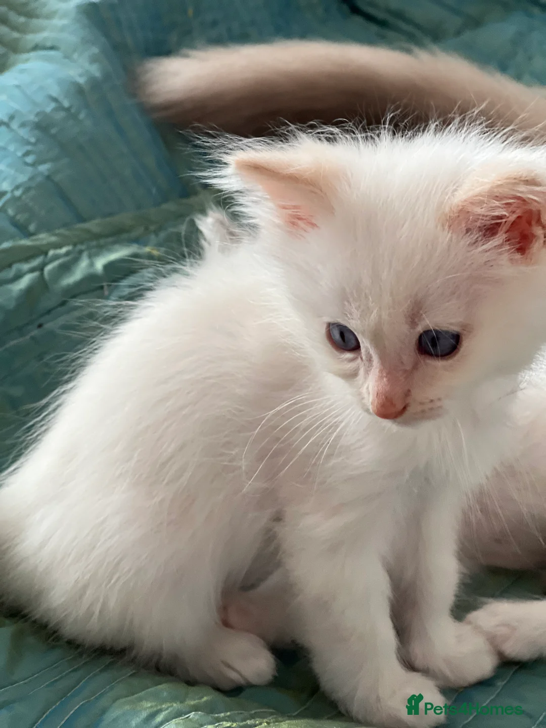 Ragdoll cats for sale: Blue Tortie Lynx kittens pure ragdolls - Advert 18