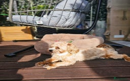 Maltese dogs for sale: Maltipoo Gorgeous Girl  - Image 18