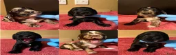 Cocker Spaniel dogs for sale: Beautiful Male Cocker Spaniel Puppies - Advert 2