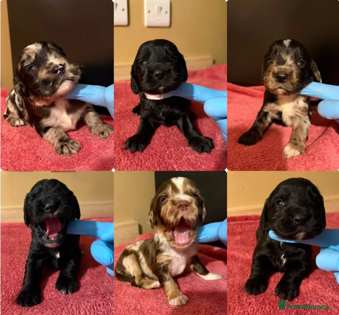 Cocker Spaniel dogs for sale: Beautiful Male Cocker Spaniel Puppies - Advert 2
