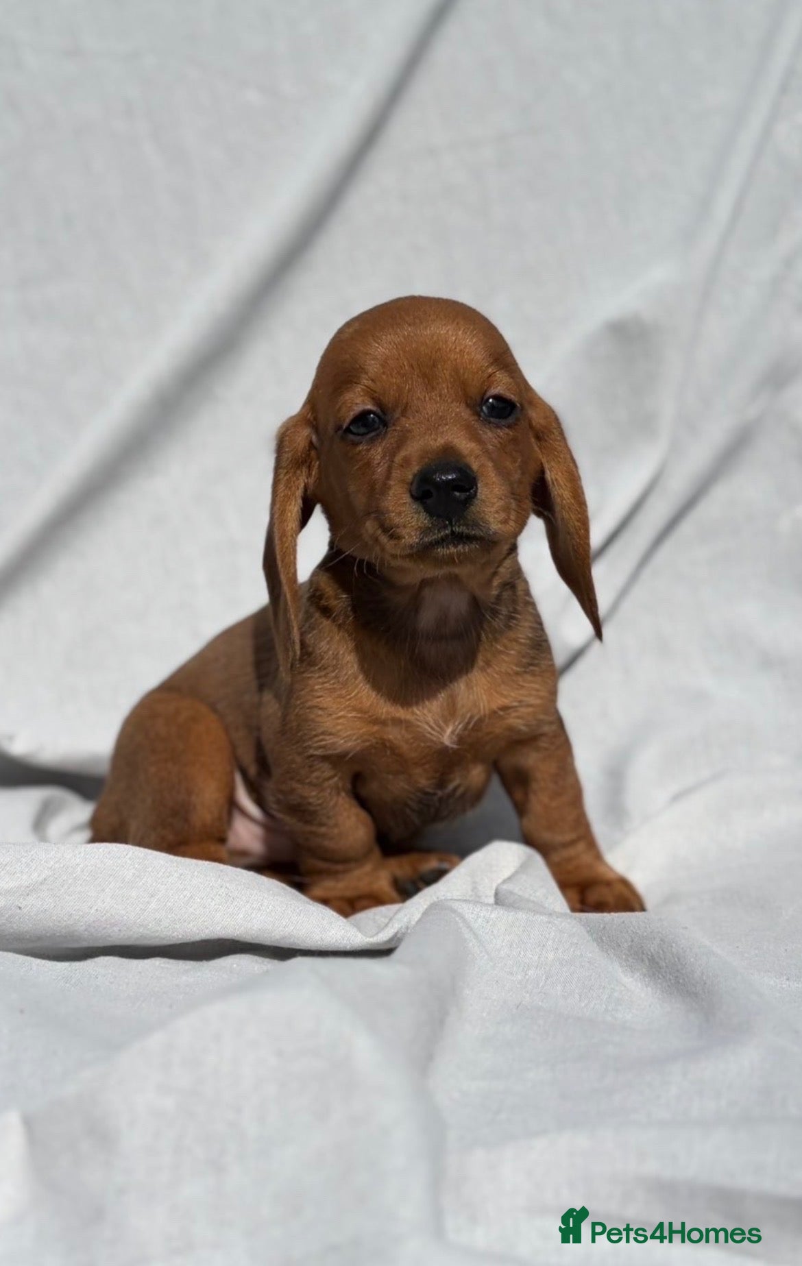 Miniature Dachshund dogs Miniature Dachshund Boy Ready Now - Advert 1